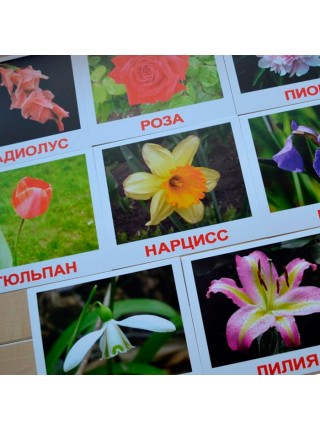 Карточки Домана Цветы (20 карточек с фактами)
