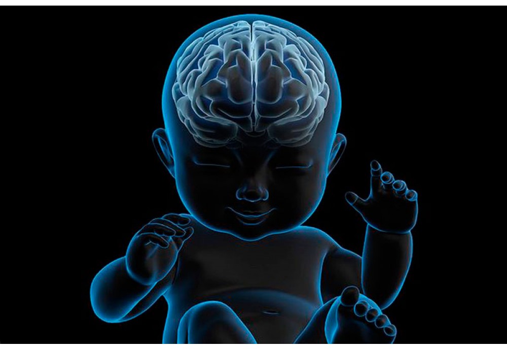 Внутриутробное поражение головного мозга. Головной мозг ребенка. Нервная система ребенка. Головной мозг новорожденного ребенка.